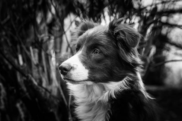 istock Border collie dog walking in belgium 1002800972