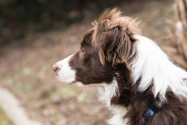 istock Border collie dog walking in belgium 1002801312