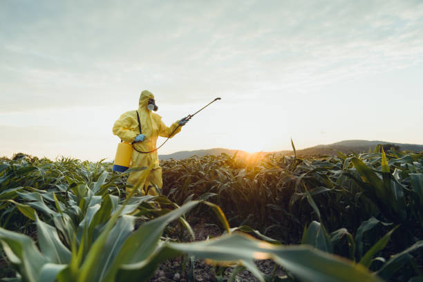 Plantation spraying Worker spraying toxic pesticides or insecticides on corn plantation genetic modification stock pictures, royalty-free photos & images