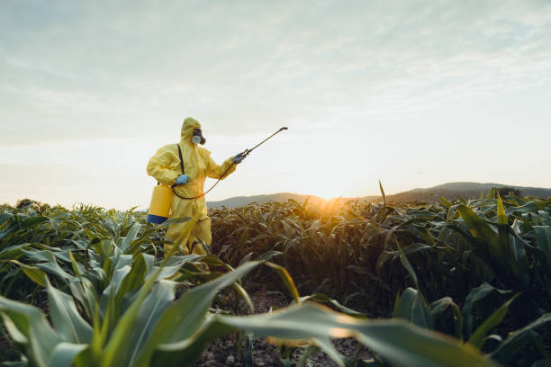 Plantation spraying Worker spraying toxic pesticides or insecticides on corn plantation herbicide stock pictures, royalty-free photos & images