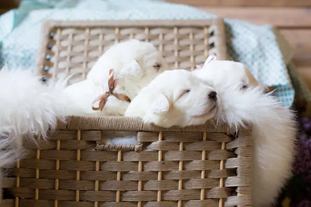 Photo of Group of lovely maremma sheepdog puppies with ribbons. Sweet maremmano White puppies sitting in a wicker basket.