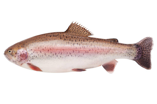 istock rainbow trout, clipping path, isolated on white background, full depth of field 1002841316