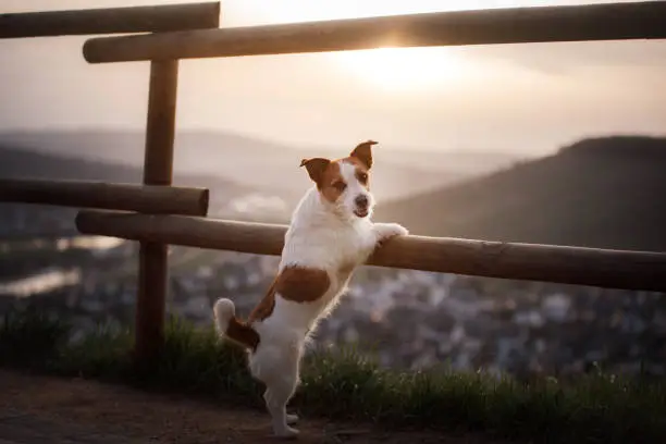 small dog is standing by the fence at sunset. Pet on the nature. Little Jack Russell Terrier