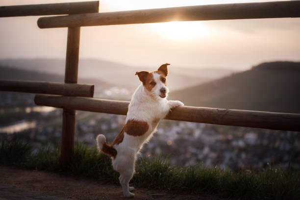 small dog is standing by the fence at sunset. pet on the nature. - terrier jack russell imagens e fotografias de stock