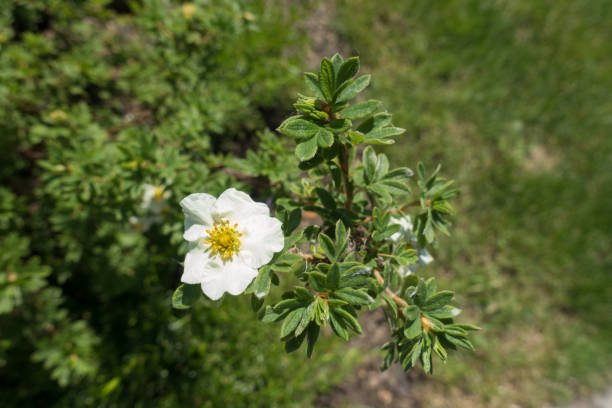 istock Single white five petaled flower of shrubby cinquefoil 1002848032