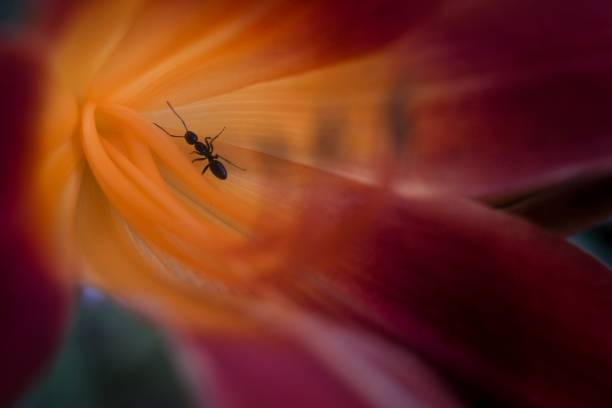istock Ant in the Heart of a Tulip 1002850968
