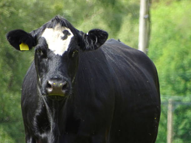 istock Cow near Ballochan 1002851654