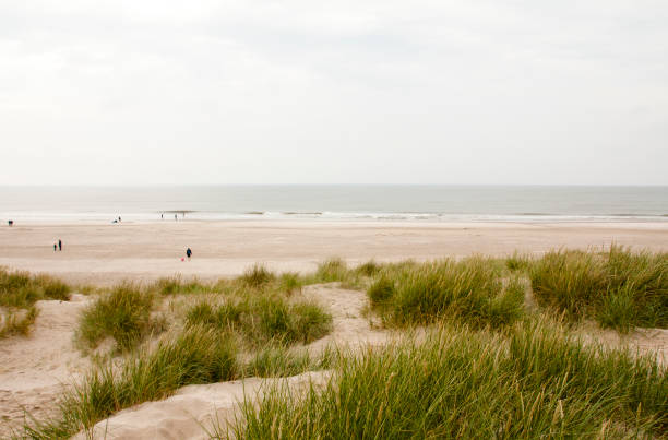 istock North Sea beach in Denmark. Dune grass. 1002852452