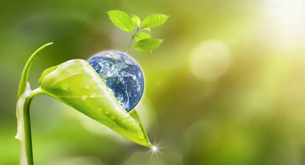 Planet earth with beautiful freshness growth tree and drop of water holed by new growth plant on outdoor summer forest bokeh background. Earth image furnished by NASA.