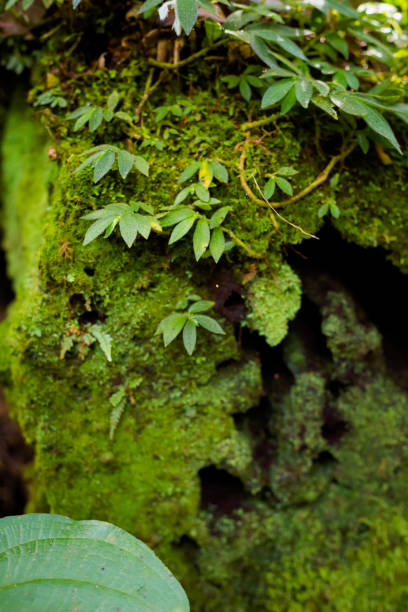 istock Flora of Cameron Highlands mountains 1002855906