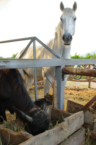 istock Animals in the stall on the country farm 1002856532