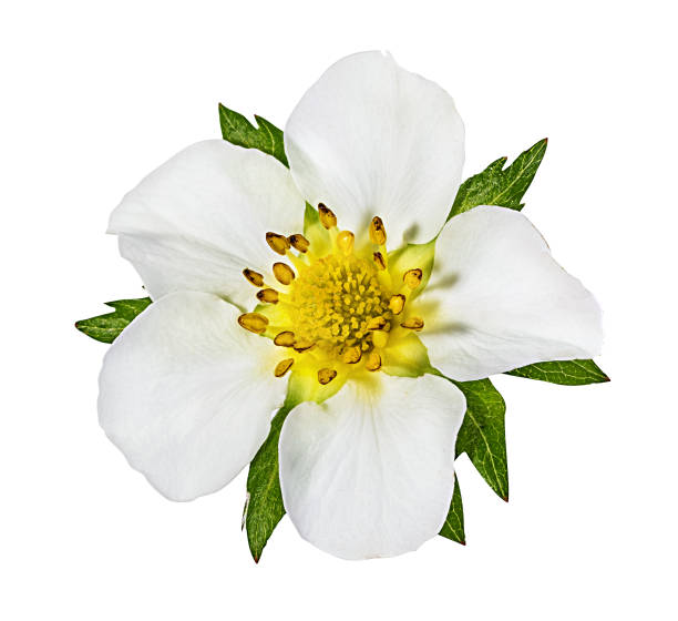 istock Strawberry flower isolated on white 1002858764