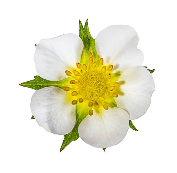 istock Strawberry flower isolated on white 1002858802