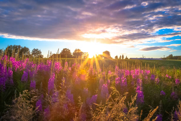 istock Summer sunset landscape from Sotkamo, Finland. 1002858984