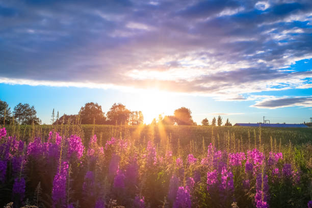 istock Summer sunset landscape from Sotkamo, Finland. 1002858994