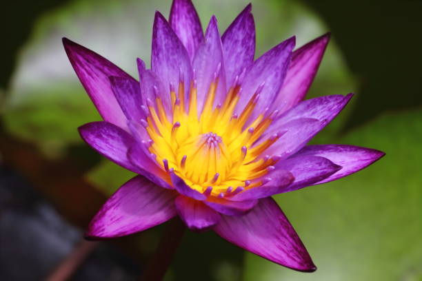 istock beautiful purple waterlily in fresh nature 1002859104