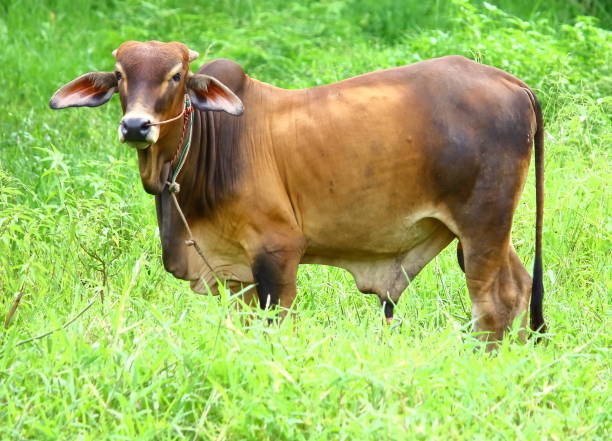 istock strong cow eat grass in green field 1002859476