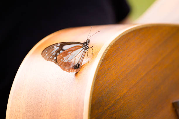 Beautiful butterfly in Cameron Highlands mountains in national park in Malaysia. Fauna of south east Asia.