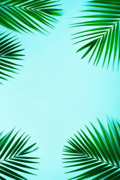 istock Tropical palm leaves on pastel blue background. Minimal summer concept. Creative flat lay with copy space. Top view green leaf on punchy pastel paper 1002862668