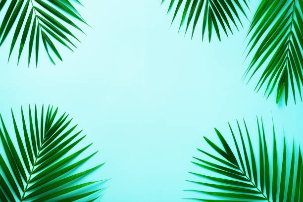 istock Tropical palm leaves on pastel blue background. Minimal summer concept. Creative flat lay with copy space. Top view green leaf on punchy pastel paper 1002862936