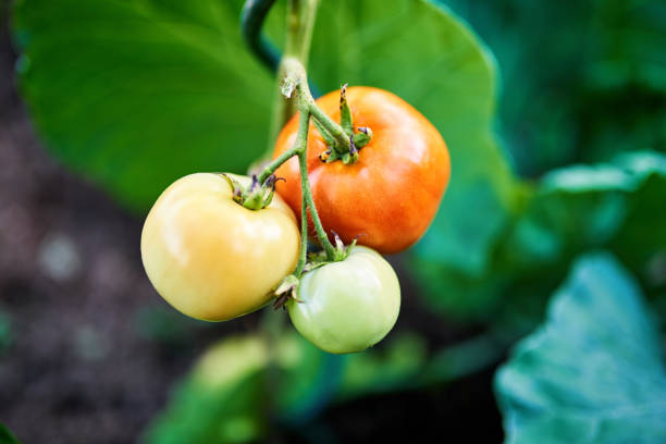 Closeup of homegrown tomatoes on the branch