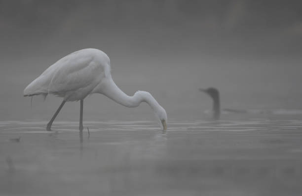istock The Great White Egret hunting 1002867224