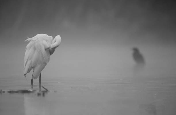 istock The Great White Egret in winter 1002868674