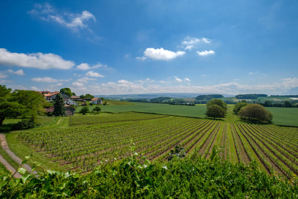 istock Swiss vineyards with a view on the alps 1002868688