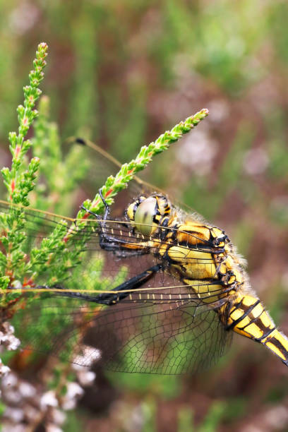istock Black-tailed Skimmer Dragonfly (Orthetrum cancellatum) Female 1002868758