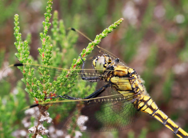 istock Black-tailed Skimmer Dragonfly (Orthetrum cancellatum) Female 1002868858