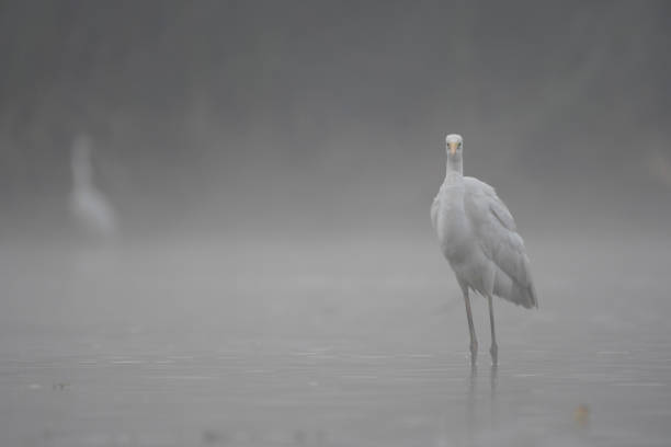 istock The Great White Egret in winter 1002869470