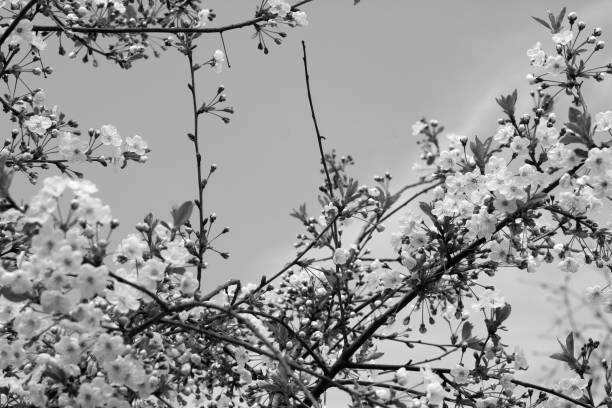 istock Cherry tree in blossom with bokeh in black and white. 1002872278