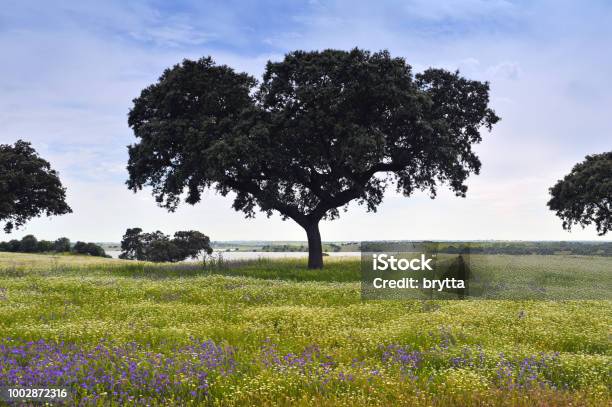 Landscape With Cork Trees A Pond And Wildflowers In The Alentejo Portugal Stock Photo - Download Image Now