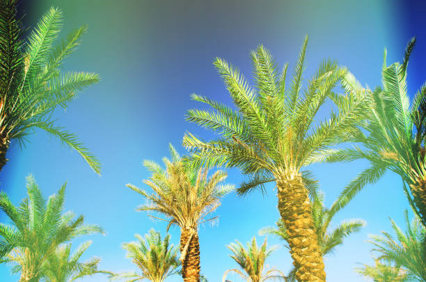 istock Palms with colorful pop art effect. Vintage stylized photo with light leaks. Summer palm trees over sky on beach. Holiday and travel concept. Copy space 1002873684