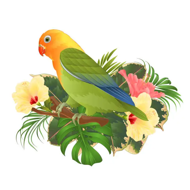 Vector illustration of Parrot lovebird Agapornis tropical bird  standing on a branch and hibiscus on a white background vintage vector illustration editable