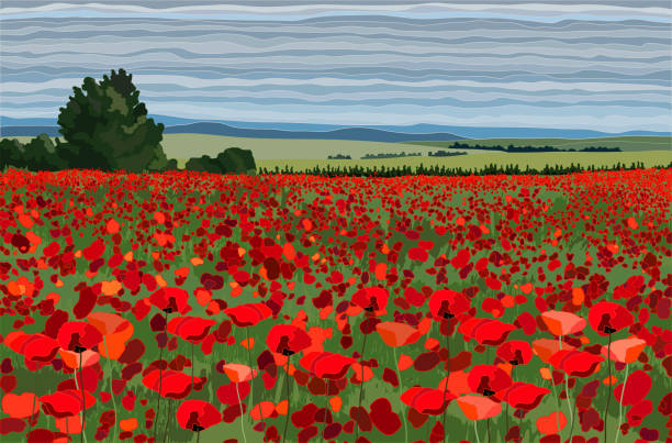 яркое маковое поле с кустами, деревьями и иллюстрацией вектора голубого неба - flower red poppy sky stock illustrations
