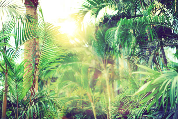 istock Vintage tropical palm trees. Tropical palm leaves with sun leaks effect. Floral pattern background. Banner, copy space. Exotic palms bokeh, toned. Summer, holiday and travel concept 1002878668