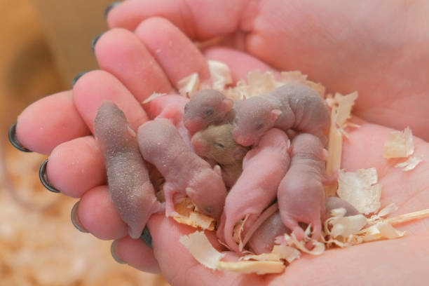 Newborn little blind mice in woman's hands. Close-up woman's hands. Newborn little blind mice in woman's hands baby mice stock pictures, royalty-free photos & images