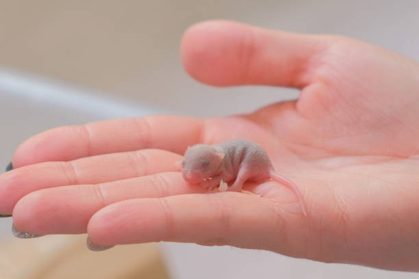 African mole-rat, cute animal on men's hand