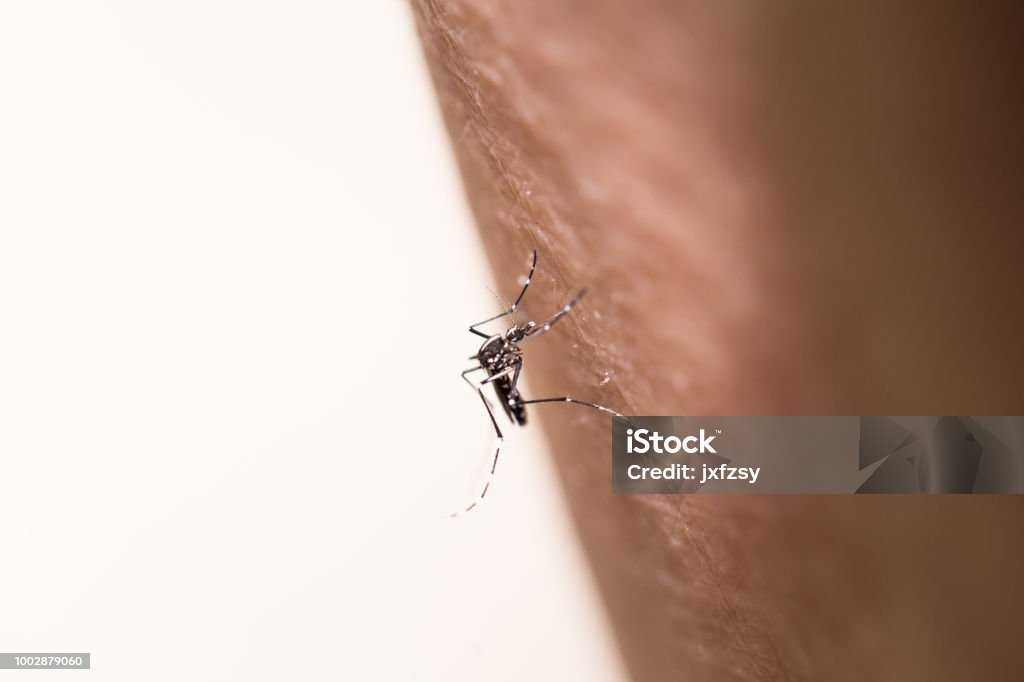 aegypti mosquito sucking in the skin Aedes Aegypti Stock Photo
