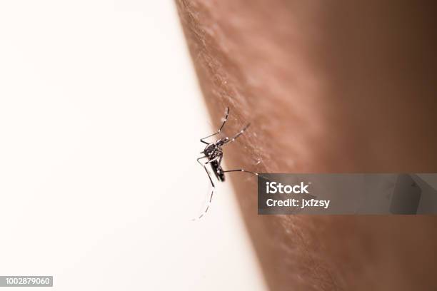 Aegypti Mosquito Sucking In The Skin Stock Photo - Download Image Now - Aedes Aegypti, Dengue Fever - Fever, Aedes Mosquito