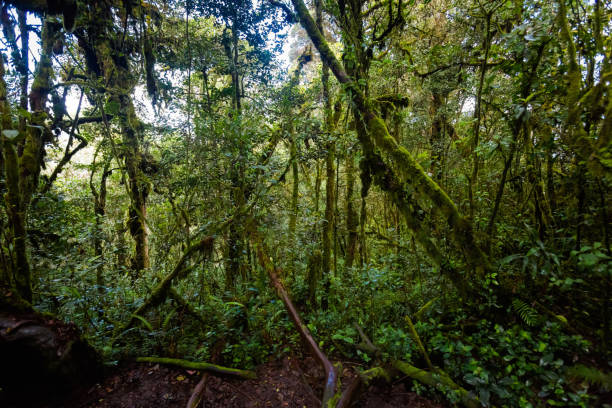 istock Cameron Highlands Mossy forest trekking 1002879154