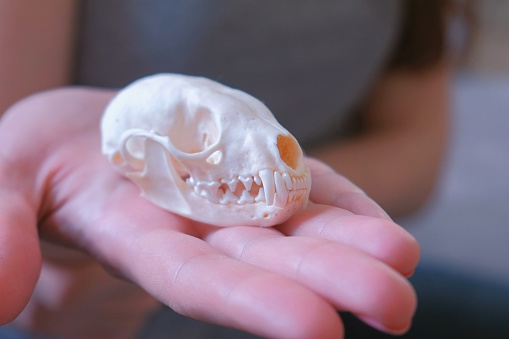 Skull of a marten on a woman's hand close-up