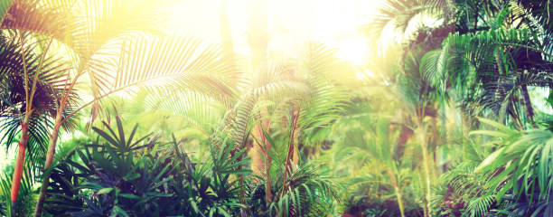 istock Tropical palm tree with sun bokeh effect and light leaks. Abstract background. Summer vacation, travel adventure concept. Vintage tone filter. Banner 1002880600