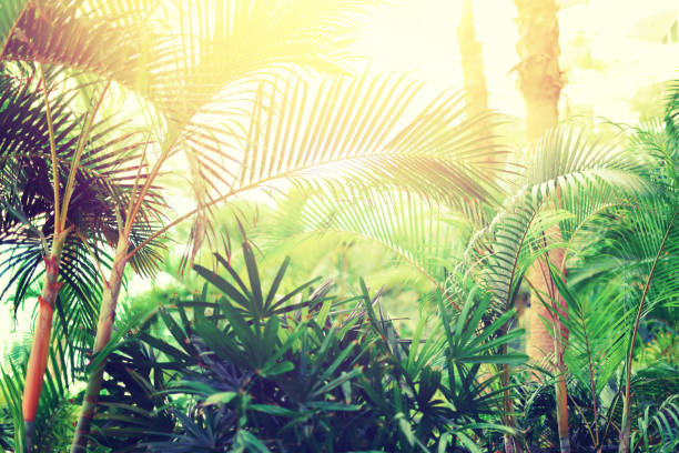 istock Tropical palm tree with sun bokeh effect and light leaks. Abstract background. Summer vacation, travel adventure concept. Vintage tone filter. Banner 1002880788