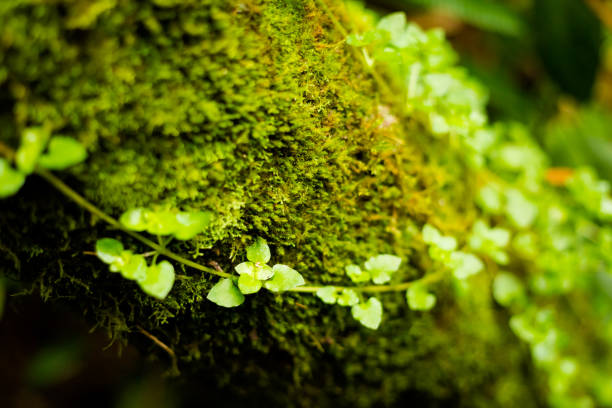 istock Flora of Cameron Highlands mountains 1002884944