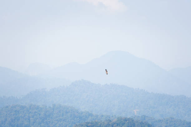 istock Cameron Highlands landscape great hornbill 1002885286