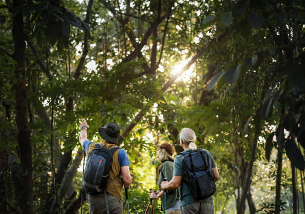 istock Seniors trekking in a forest 1002885384