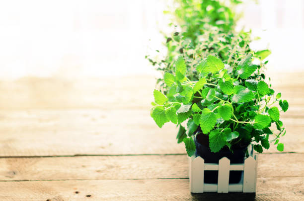 Organic green herbs (melissa, mint, thyme, basil, parsley) in pots and white fence. Toned filter. Copy space. Summer, spring background with sunny leaks