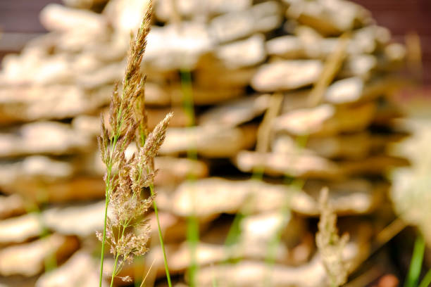 Beach with sand dunes and grass marram in the soft evening sunset light. Summer holiday. stone wall in the background.